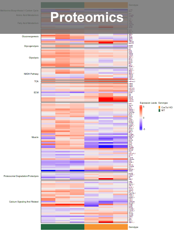 Proteomics heatmap for zebrafish muscle and hearts